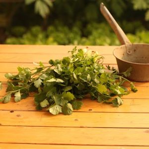 salsa de cilantro